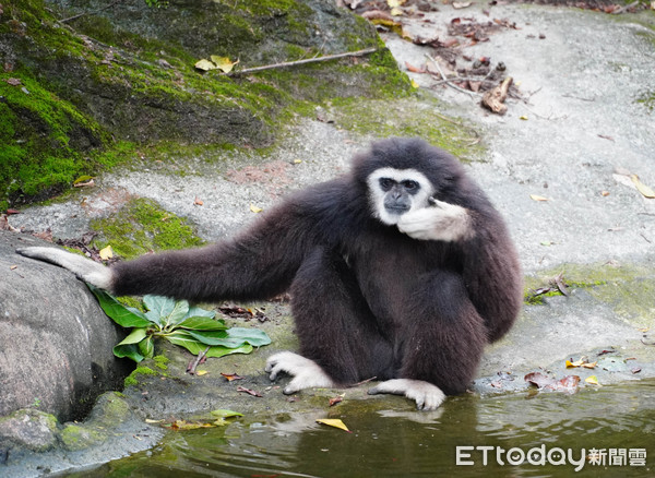 ▲▼動物園內聲音饗宴？獨家音響系統解密。（圖／臺北市立動物園提供，下同）