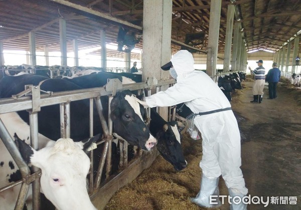 ▲桃園市農業局動保處人員為乳牛施打疫苗。（圖／記者沈繼昌翻攝）