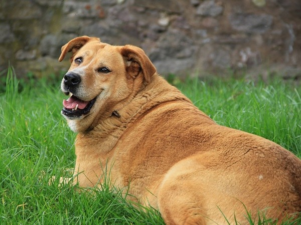 ▲狗,胖狗,肥狗。（圖／取自免費圖庫pixabay）