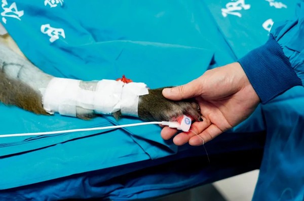 ▲陝西某醫院用恆河猴作器官移植實驗。（圖／翻攝新華網）