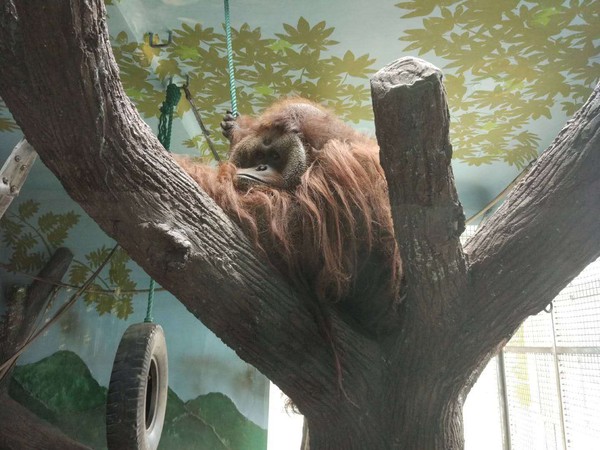 ▲上海動物園內的紅毛猩猩「森泰」。（圖／翻攝澎湃新聞）