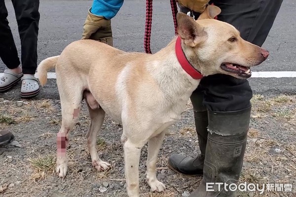 ▲▼高雄浪犬。（圖／台灣動物緊急救援小組授權提供）