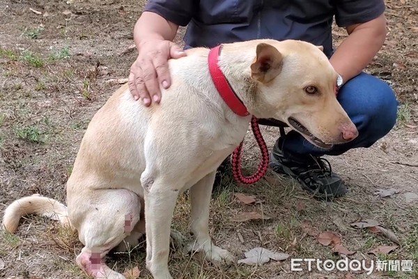 ▲▼高雄浪犬。（圖／台灣動物緊急救援小組授權提供）