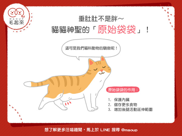 貓貓怎麼有肥肚肚　難不成是啤酒肚？！