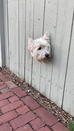 慢跑遇到漂浮狗頭。（圖／翻攝自Dogspotting／Amanda Grace Hutter）