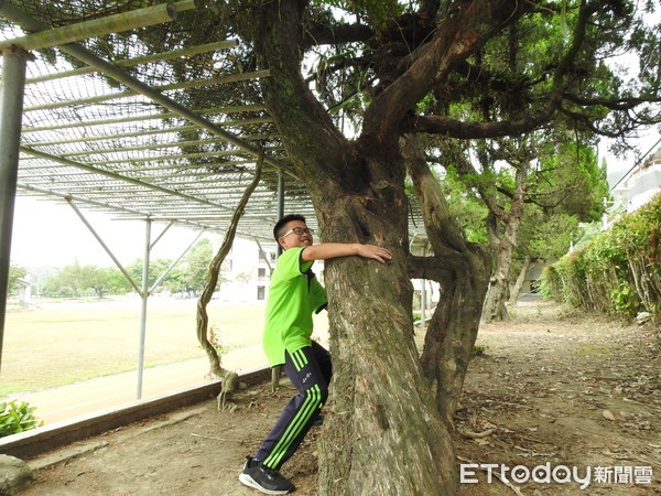 ▲鹿谷國中16棵龍柏老病，南投縣長林明溱現勘後允諾搶救。（圖／南投縣政府提供）