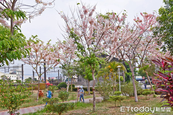 ▲雲林縣林內鄉公所4年前於鄉內減災公園植數十棵花旗木，花瓣隨風飄落宛如細雪紛飛，每天都吸引許多民眾搶拍網美照。（圖／記者蔡佩旻翻攝）