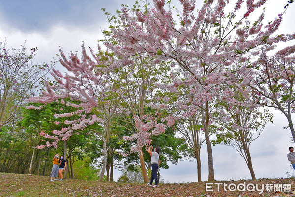 ▲雲林縣林內鄉公所4年前於鄉內減災公園植數十棵花旗木，花瓣隨風飄落宛如細雪紛飛，每天都吸引許多民眾搶拍網美照。（圖／記者蔡佩旻翻攝）