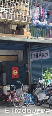 ▲▼他回頭驚見「功夫大隻汪」輕功上屋簷！　網笑：國術館徒弟？（圖／有點毛毛的／網友Sam Wu提供）