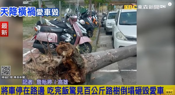 ▲▼高雄路樹倒塌壓車。（圖／東森新聞）