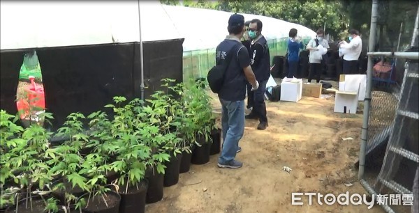 ▲調查局破獲緝毒史最大宗大麻種植案件。（圖／記者劉昌松翻攝）