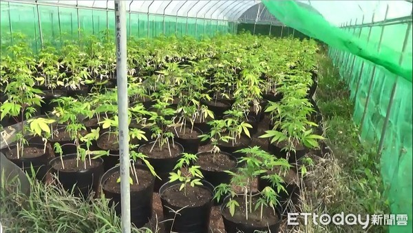 ▲調查局破獲緝毒史最大宗大麻種植案件。（圖／記者劉昌松翻攝）