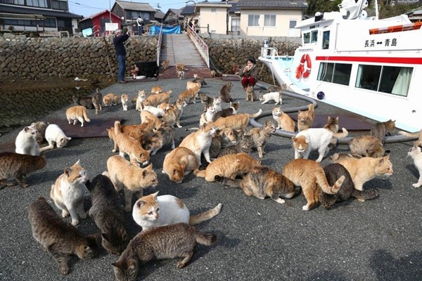 探访日本“貓島”猫咪的幸福生活。（圖／翻攝自日本產經新聞）