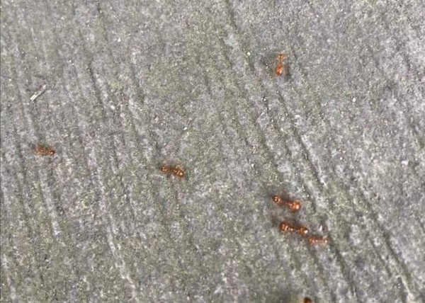 ▲彰化伸港鄉１處民宅發現紅色的大螞蟻。（圖／民眾提供）