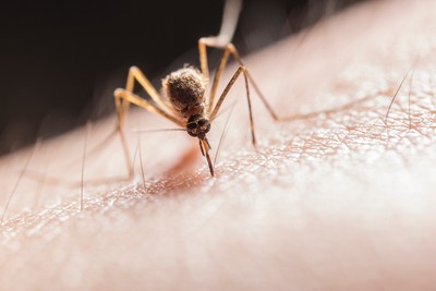蚊子就愛這一味！　昆蟲學家用起司做實驗發現「有腳臭的人最容易被咬」