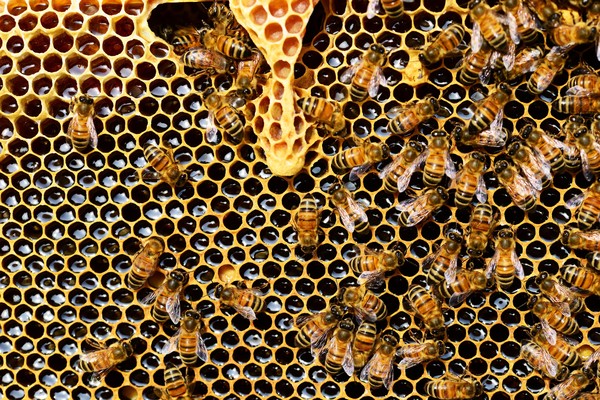 ▲▼新研究發現，美國蜂蜜含有核彈化學物質。（圖／取自免費圖庫Pexels）