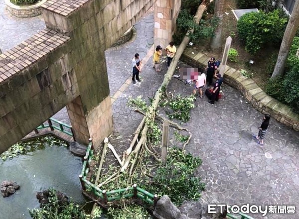 ▲桃園市龍潭區「百年大鎮」社區2019年6月間，社區江姓婦人在樹下慘遭路樹壓住，後送醫急救仍不治。（資料照／記者陳以昇翻攝）