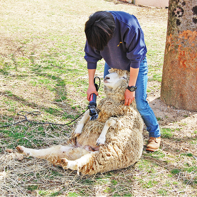 ▲▼可愛動物。（圖／翻攝自felissimo.co.jp、IG@Nekoseisaku_pico）