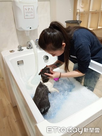 ▲▼寵物美容師Nicole幫貓咪洗澡,貓咪,寵物美容。（圖／東森寵物雲提供）