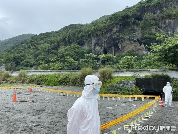 ▲▼ 台東長濱岸際發現難產小牛屍體，海巡協助就地焚燒掩埋 。（圖／13岸巡隊提供，下同）