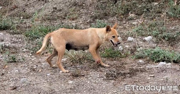 高雄浪犬遭捕獸夾夾斷腿。（圖／台灣動物緊急救援小組提供）