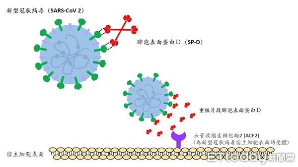 ▲成大研究發現，人類肺泡表面蛋白D重組片段蛋白（rfhSP-D）可抑制新型冠狀病毒SARS-CoV2感染，開創新冠肺炎預防治療的新途徑。（圖／記者林悅翻攝，下同）