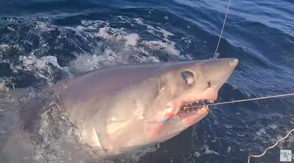 ▲英國釣客凱文（Kevin Finch）在康瓦耳海灘釣起一尾10英尺（大約3公尺）、500磅（大約227公斤）的鼠鯊。（圖／翻攝自YouTube／Angling & Anxiety）