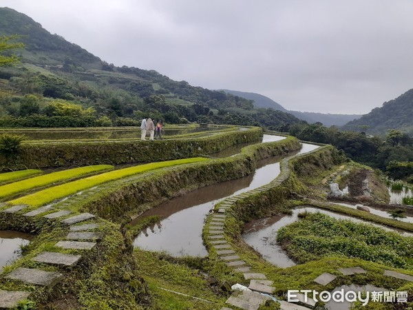 ▲新北石門嵩山推食農教育插秧 百年石砌梯田體驗季節性農事。（圖／新北市農業局提供）