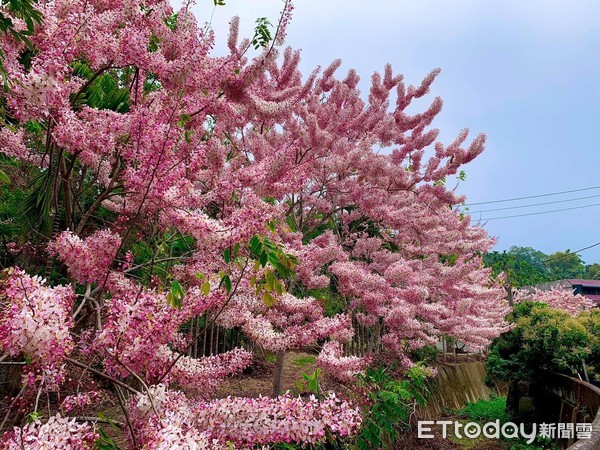 ▲嘉義竹崎花旗木大爆發。（圖／高毓菁提供）