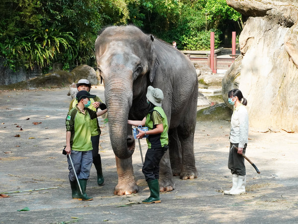 ▲▼亞洲象友愷。（圖／臺北市立動物園提供）