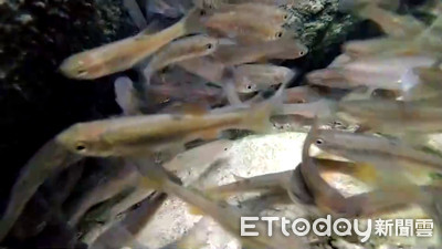 埔里盆地台灣白魚等關注物種存續受挑戰 林業署啟動跨域保育合作