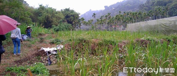 ▲埔里茭白筍農引田邊湧泉維護台灣白魚棲地。（圖／記者高堂堯翻攝）