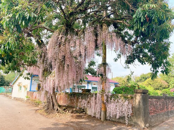 台南5月必看3花海 粉色石斛蘭瀑布超夢幻50米阿勃勒金色花道美翻 Ettoday旅遊雲 Ettoday新聞雲