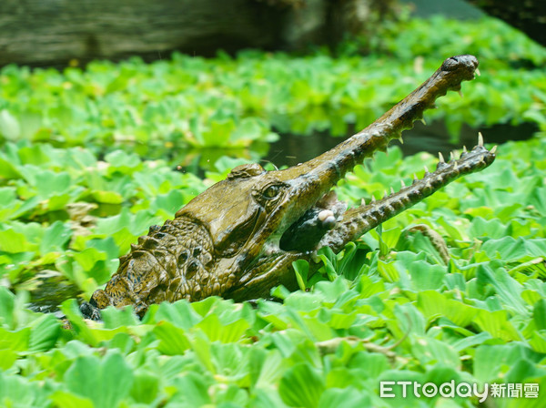 ▲▼天氣回溫馬來長吻鱷開胃！　集體搶魚塊爭食吃到身材圓滾滾。（圖／臺北市立動物園提供）