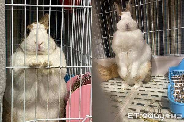 2.2kg巨兔遭醫生要求減肥！　「小手緊抓鐵籠」委屈討飼料 | ETto