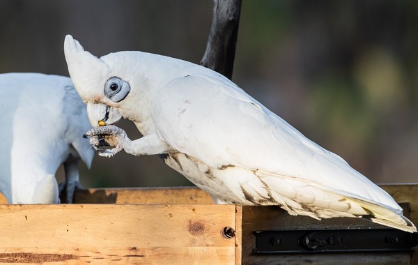 ▲▼鳳頭鸚鵡,白鸚鵡,鳥,白鳥,Corella,cockatoo。（圖／取自免費圖庫pixabay）