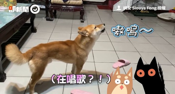 ▲▼柴犬跟著八點檔一起唱歌。（圖／即新聞／網友Siouya Fong授權提供）