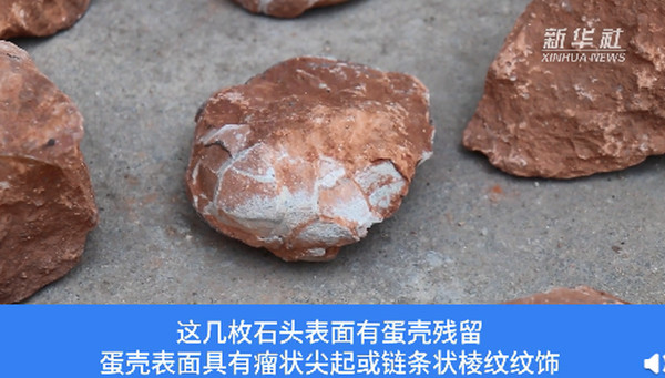 ▲▼路邊石頭竟是「白堊紀恐龍蛋」　怪手挖出10多顆「還有蛋殼殘留」。（圖／翻攝新華網）