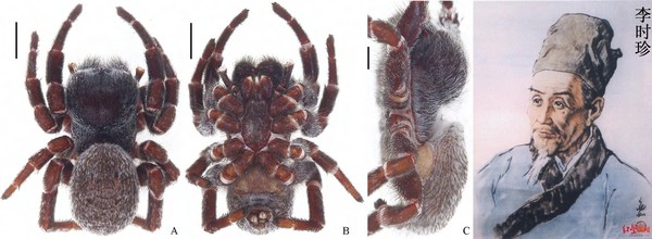 ▲林業傑發現的李時珍隆頭蛛為首次由中國人發現的新品種。（圖／翻攝紅星新聞）