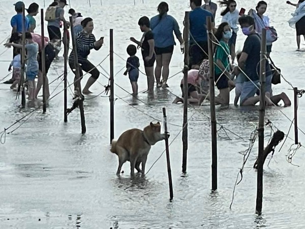 ▲▼民眾直擊，狗主人放任柴犬在高美濕地玩水區大小便。（圖／翻攝臉書社團「清水小鎮」）