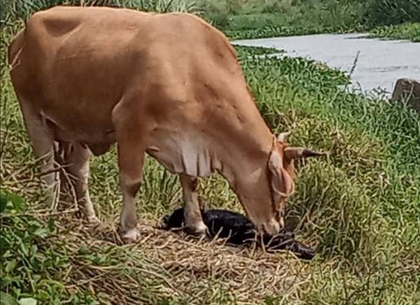 ▲羅溪河畔1頭母牛不停的低頭舔著死去的小犢牛屍體。（圖／翻攝自Facebook／芬園之光）