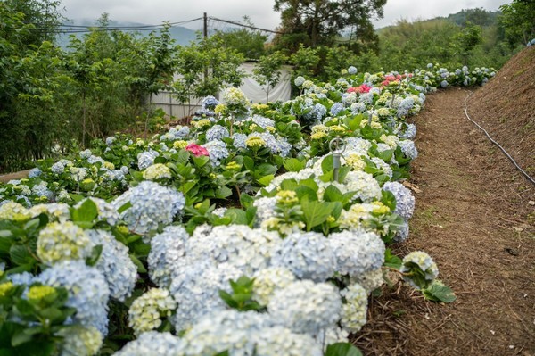 ▲2021桃園繡球花季復興區各區農場展開。（圖／農業局提供）