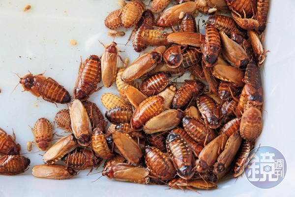 黃金蟑螂原是杜比亞的突變種，在謝瑋晏的培育下族群日漸龐大。