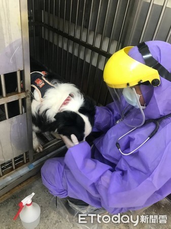 ▲邊境牧羊犬飼主確診　新北動保處接回隔離14天。（圖／動保處提供）