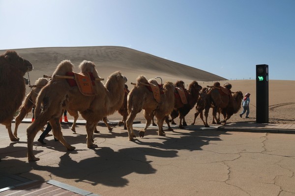 ▲月牙泉景區設置駱駝專屬紅綠燈，希望透過人車駝分流，減少假期擁堵現象。（圖／CFP）