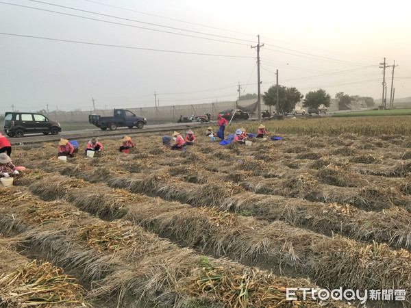 ▲農民職業災害保險，讓農民在田間從事農業工作操作農機具受傷、跌傷或骨折、農藥中毒甚至中暑等意外傷害，都有職災保險給付的保障。（圖／記者蔡佩旻攝）