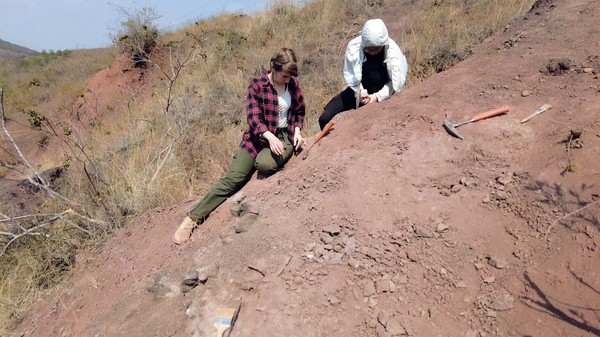 ▲▼雲南考古發現三歲恐龍化石，研判是「未知」新屬種。（圖／翻攝 地質學報英文版、新京報挖掘現場照片）