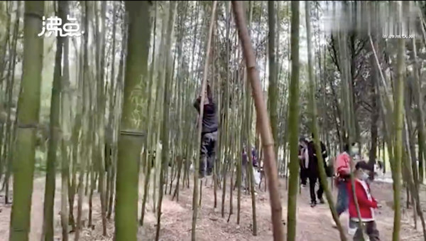 ▲遊客在少林寺竹林攀爬竹子。（圖／翻攝一點資訊）