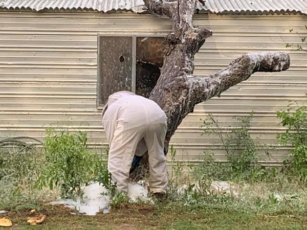 ▲▼70歲老翁在自家院子割草，卻被6萬殺人蜂活活螫死。（圖／翻攝自fb／Breckenridge Fire Department）