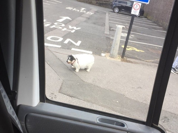 ▲英國一名男子看見路邊肥狗，特地停車拍照，竟因此遭誤會是偷狗賊。（圖／翻攝自Facebook／Jack Bainbridge）